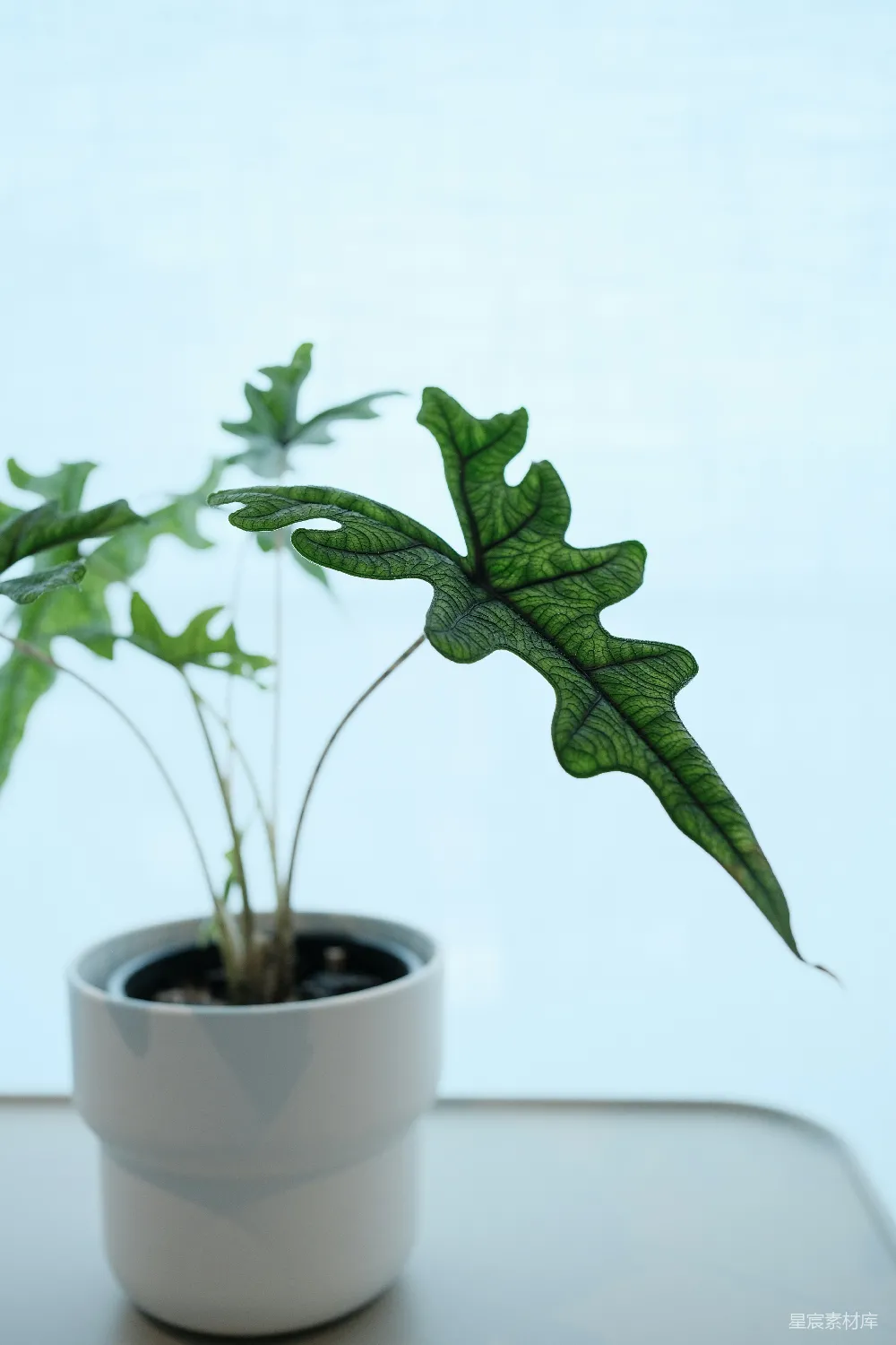 高清摄影  一盆有着独特绿色叶子的盆栽植物。