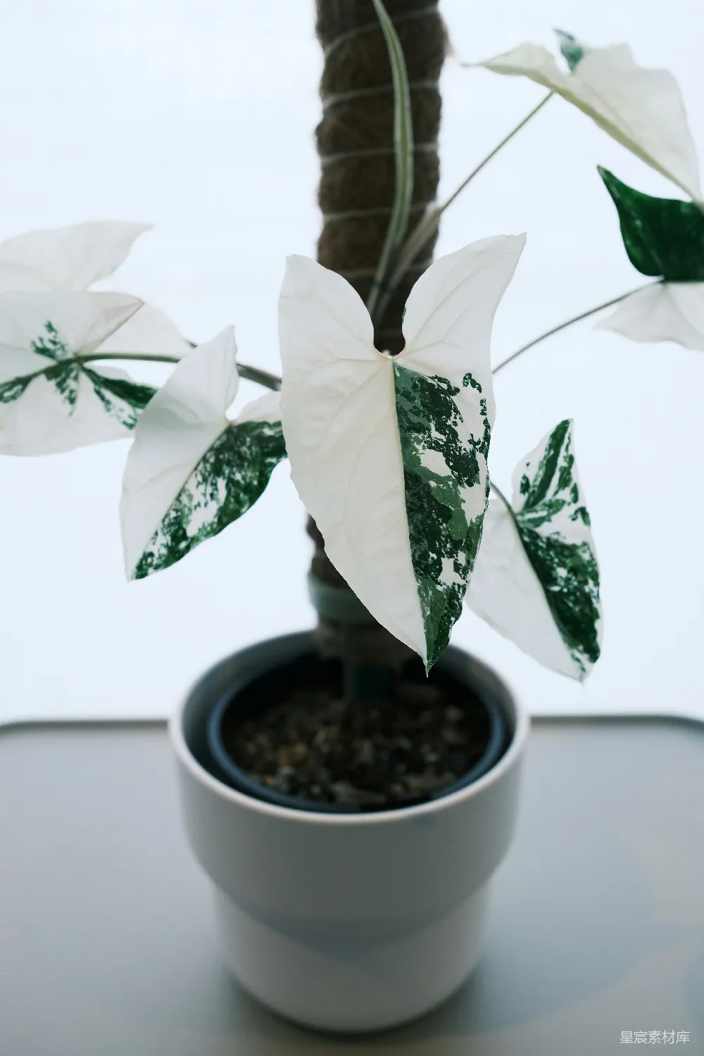 高清摄影  有斑驳叶片的植物，叶子有白色和绿色，在花盆里。