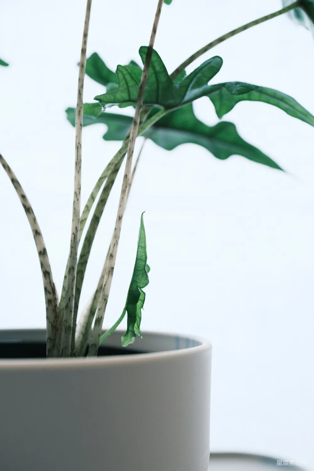 高清摄影  一盆茎部有条纹、叶子呈绿色的植物。