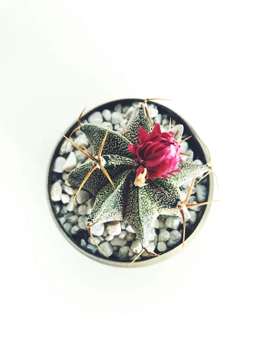 高清摄影  红色仙人掌花