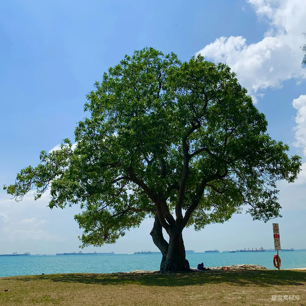 海滩上的树