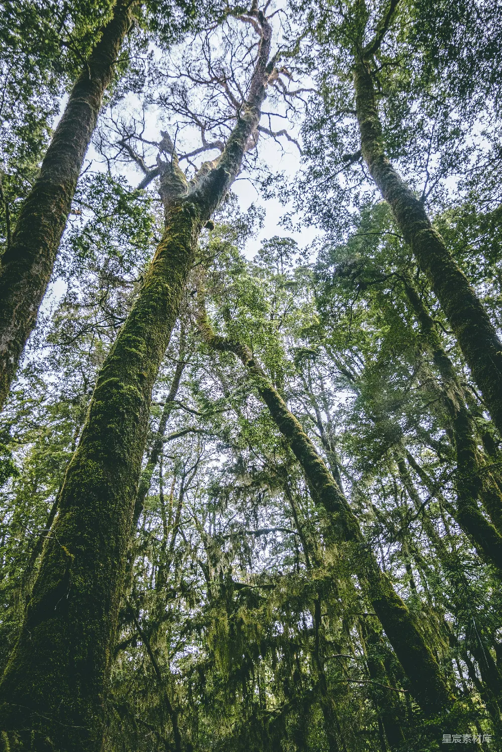 低角度拍摄的苔藓树木