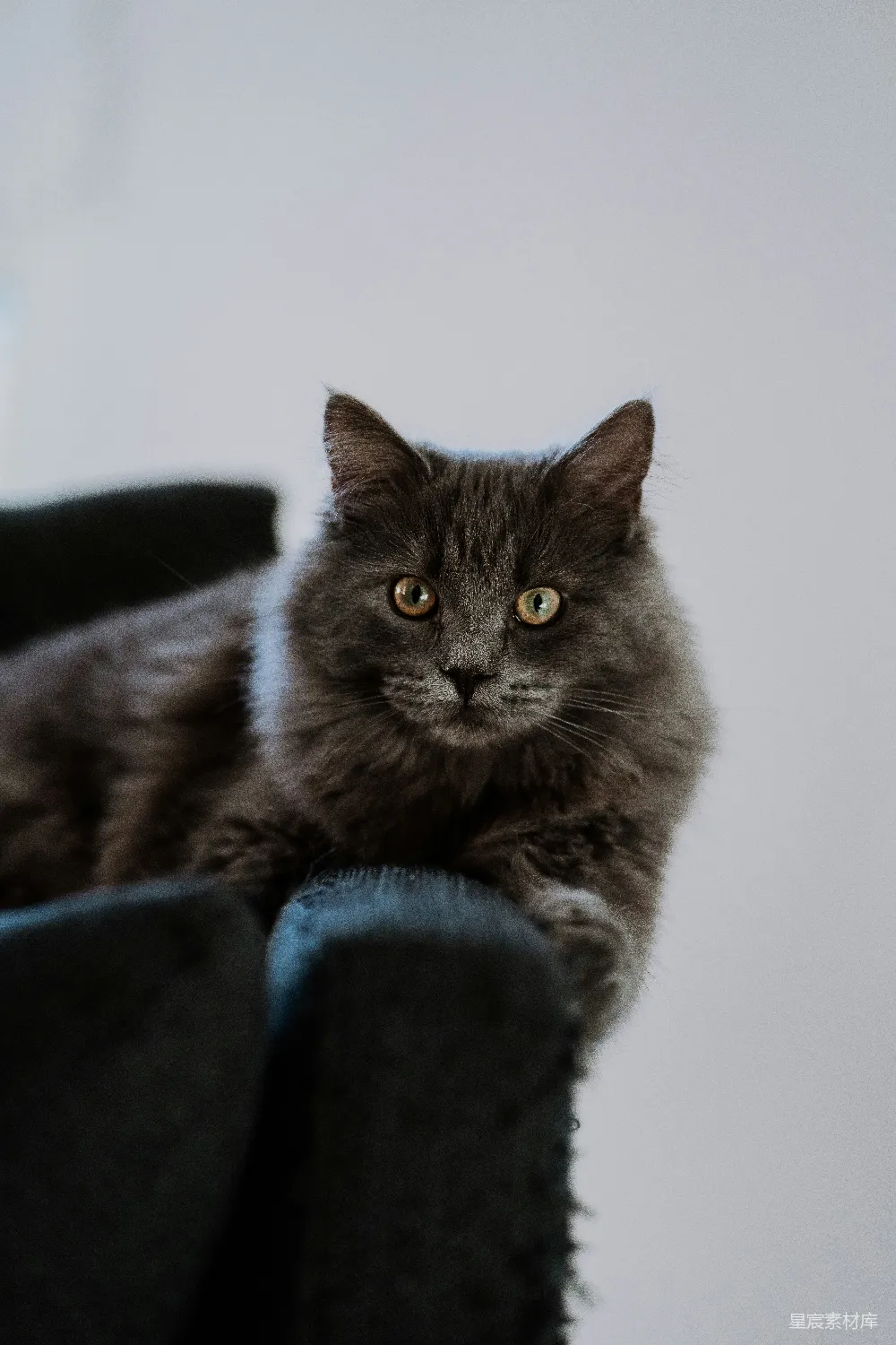一只灰色的猫坐在黑色椅子上。