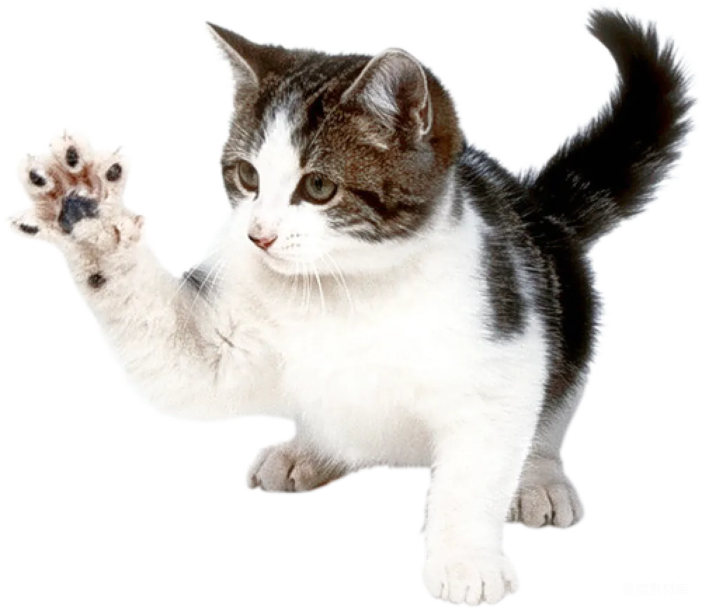 元素素材 猫咪 动物 可爱 挥爪的猫咪