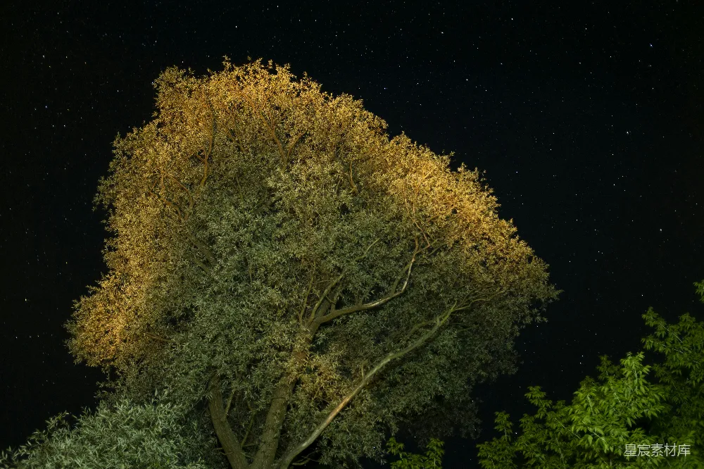 夜空中的树与天上的星星