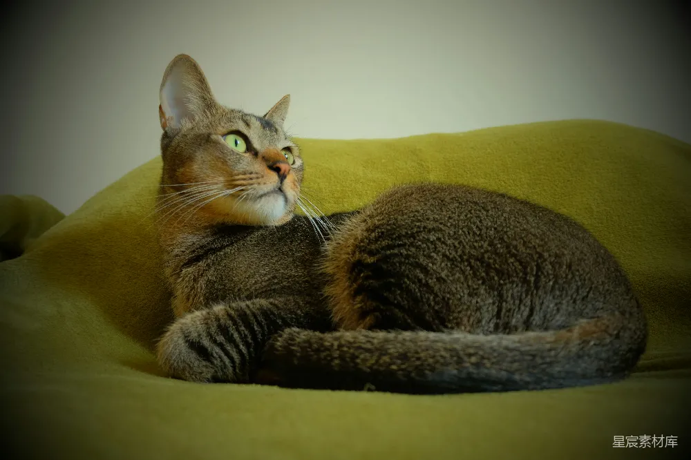 一只棕色的猫咪蜷伏在黄色的沙发上。