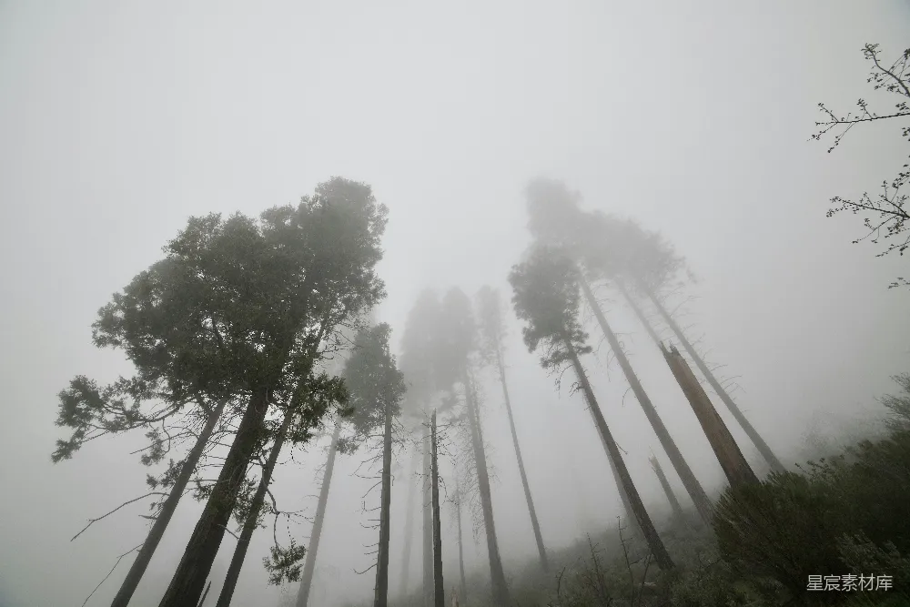 高清摄影 满是高大树木的浓雾森林