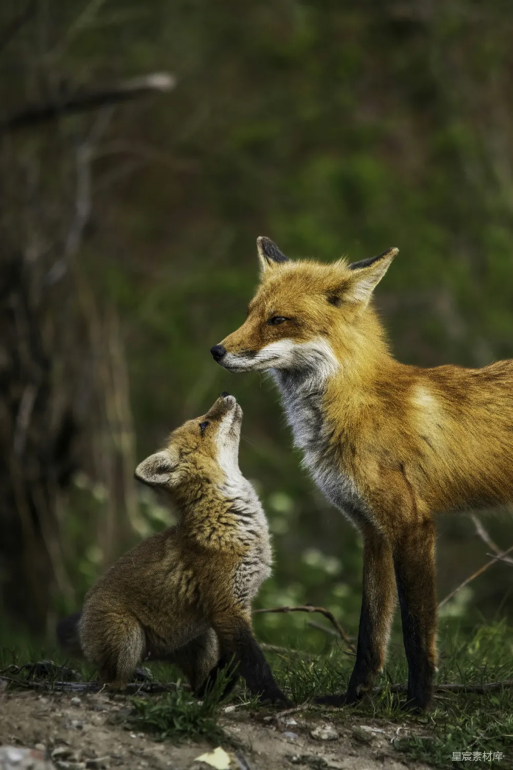 几只狐狸站在一块长满草的田野上