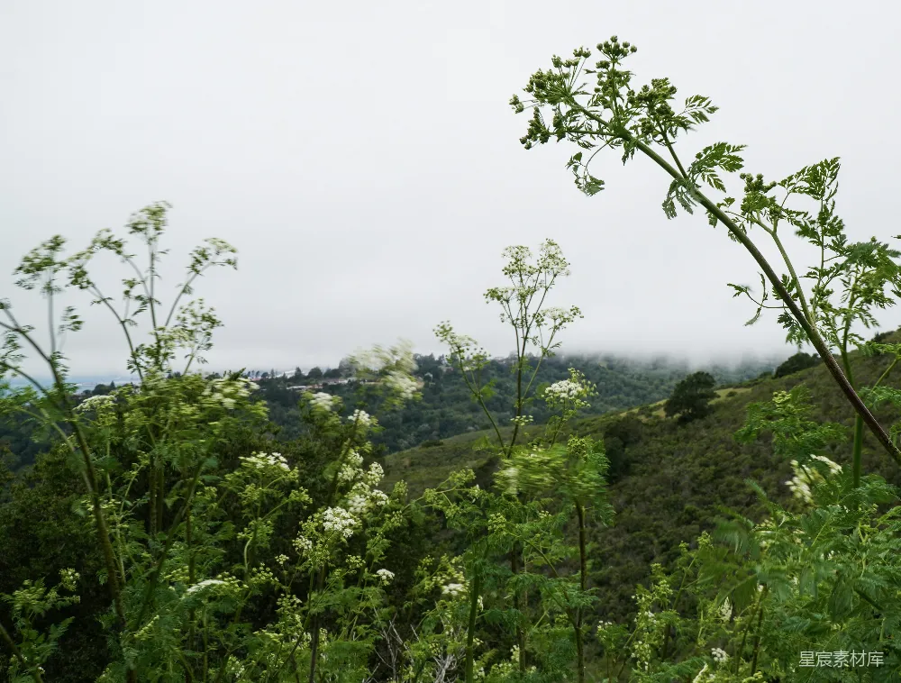 一片郁郁葱葱的山坡上点缀着白色的花朵的景象