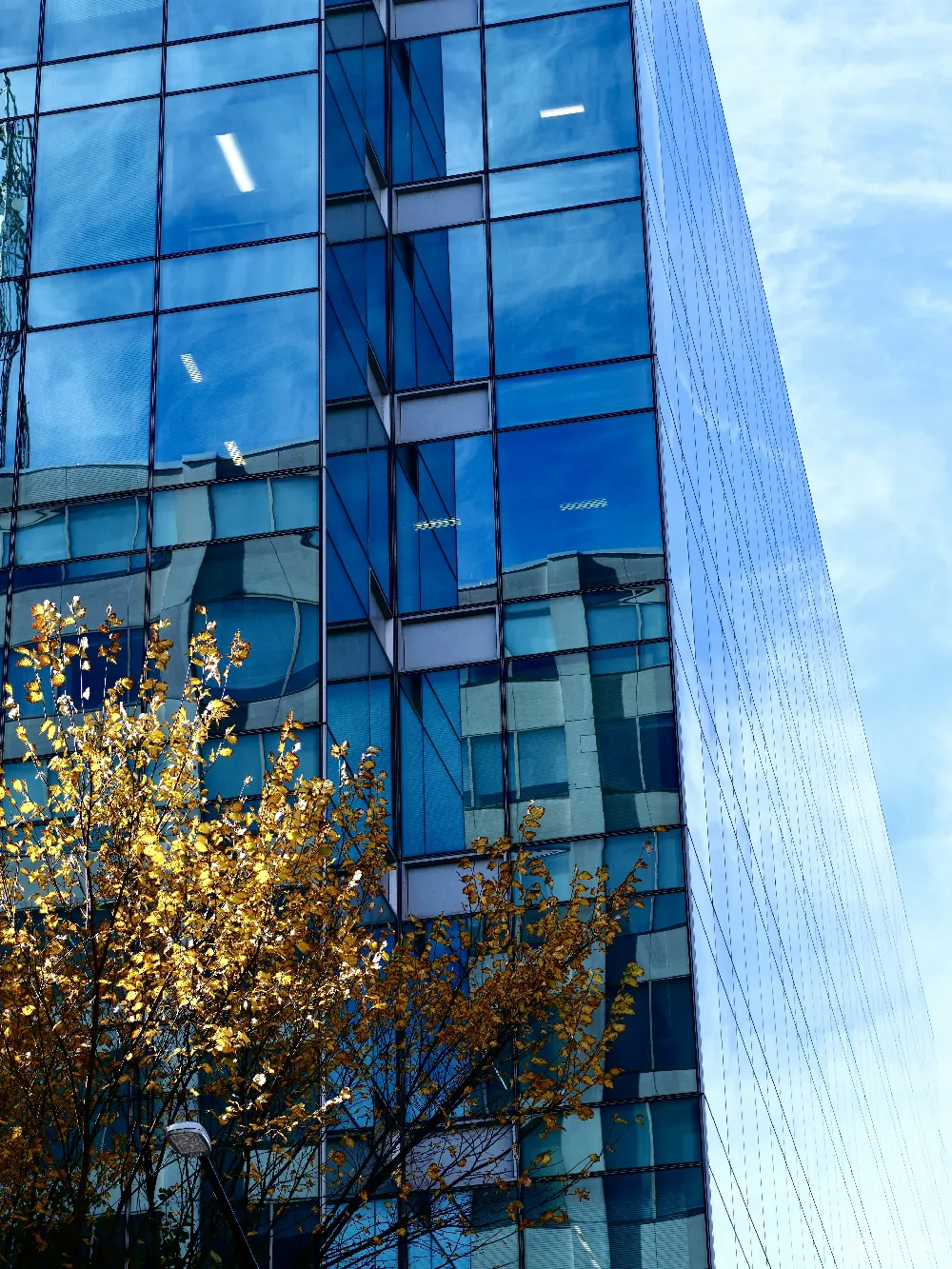 高清摄影  现代玻璃建筑映照着秋天的树木