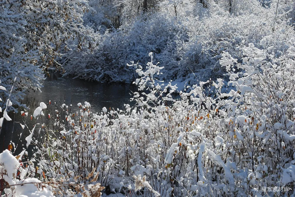 一条溪流穿越着覆盖着白雪的森林