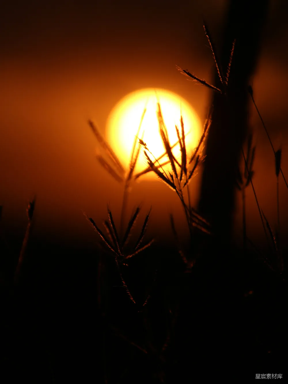 夕阳落在一棵树的枝叶后面