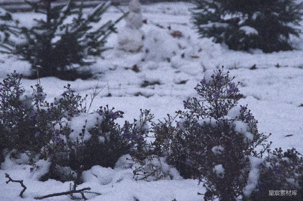 覆盖着白雪的地上长满了灌木丛和一个消防栓。