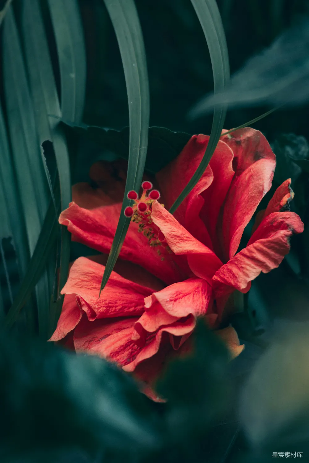 背景中一朵红色的花，绿色的叶子。