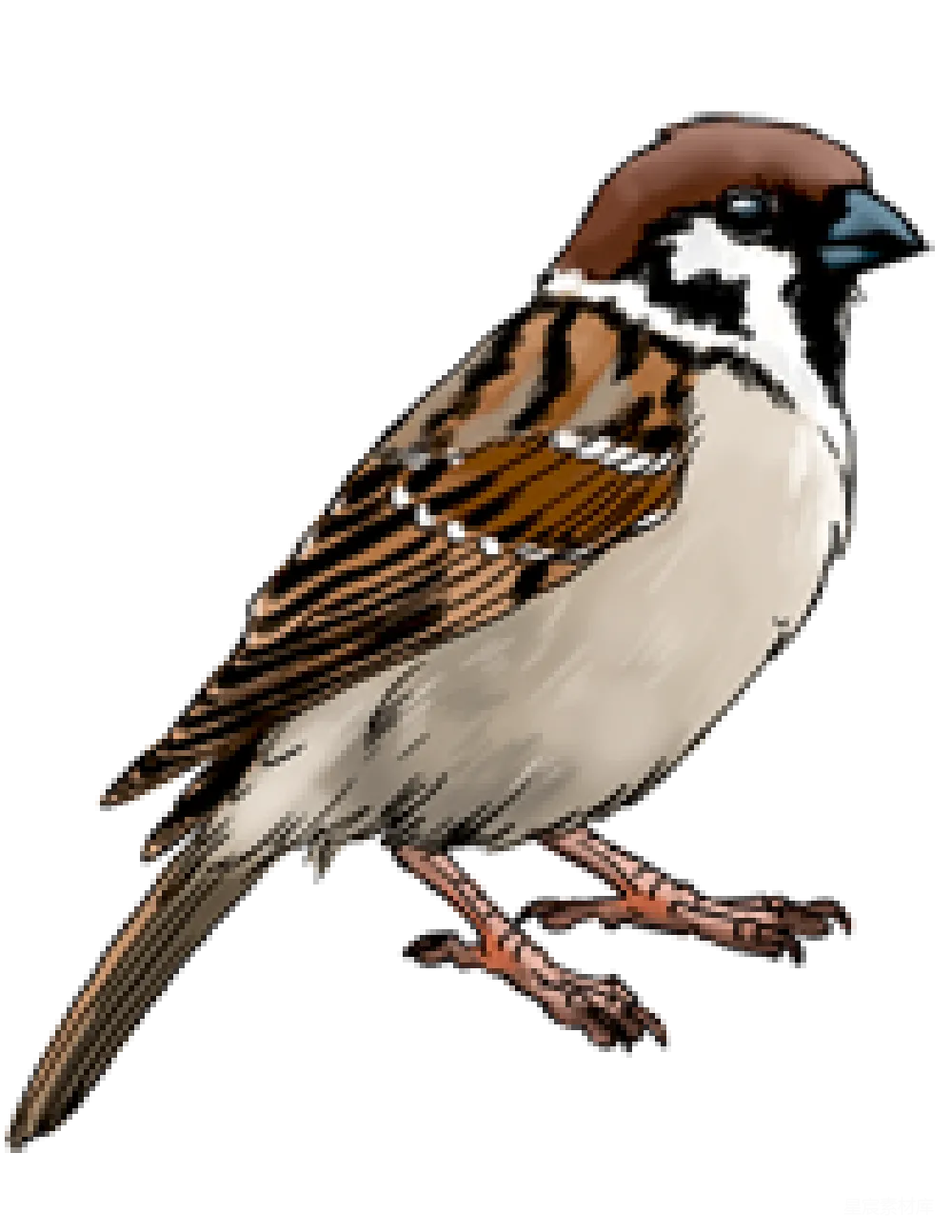 元素素材 元素 Sparrow