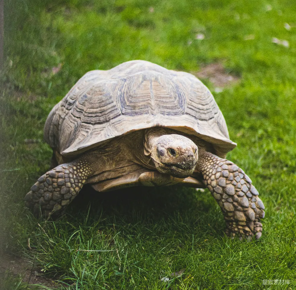 一只大型 turtles 在翠绿的田野中慢慢行走