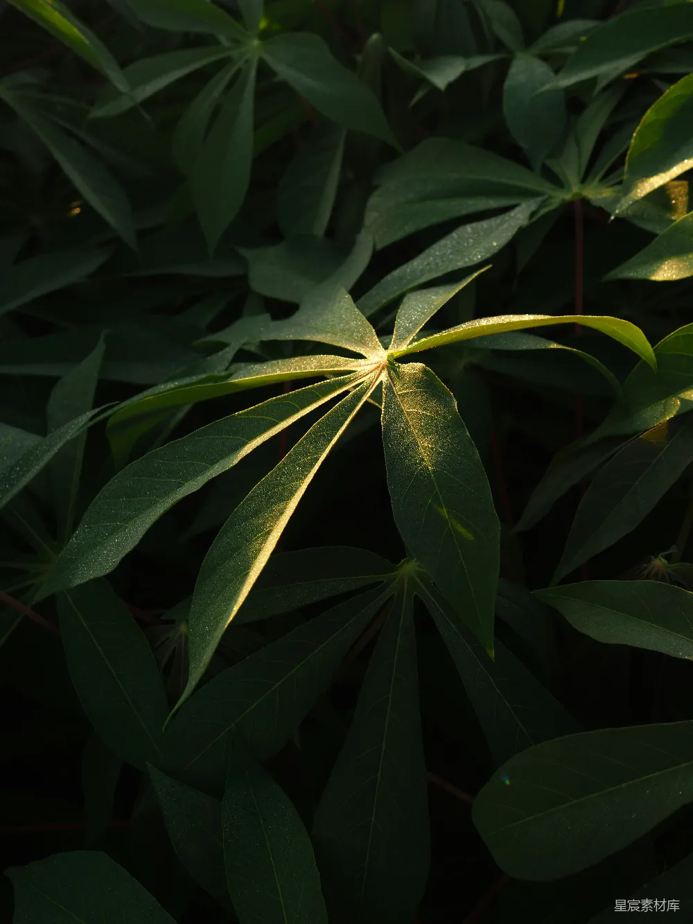 一棵绿色植物的特写镜头