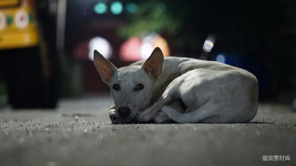 高清摄影  一只长着白色短毛的狗躺在地上。