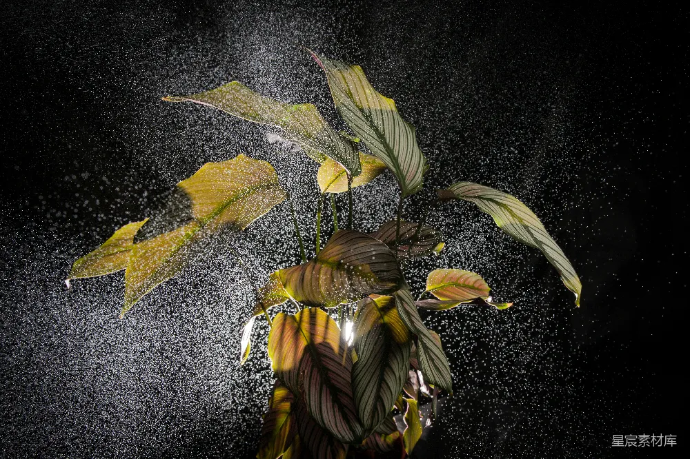 一 vase 满足 了水 和 黄色的 叶子