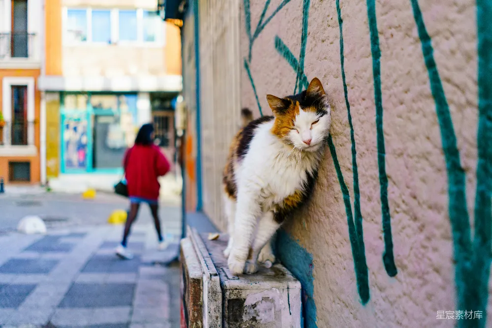 高清摄影  一只坐在窗台上的猫