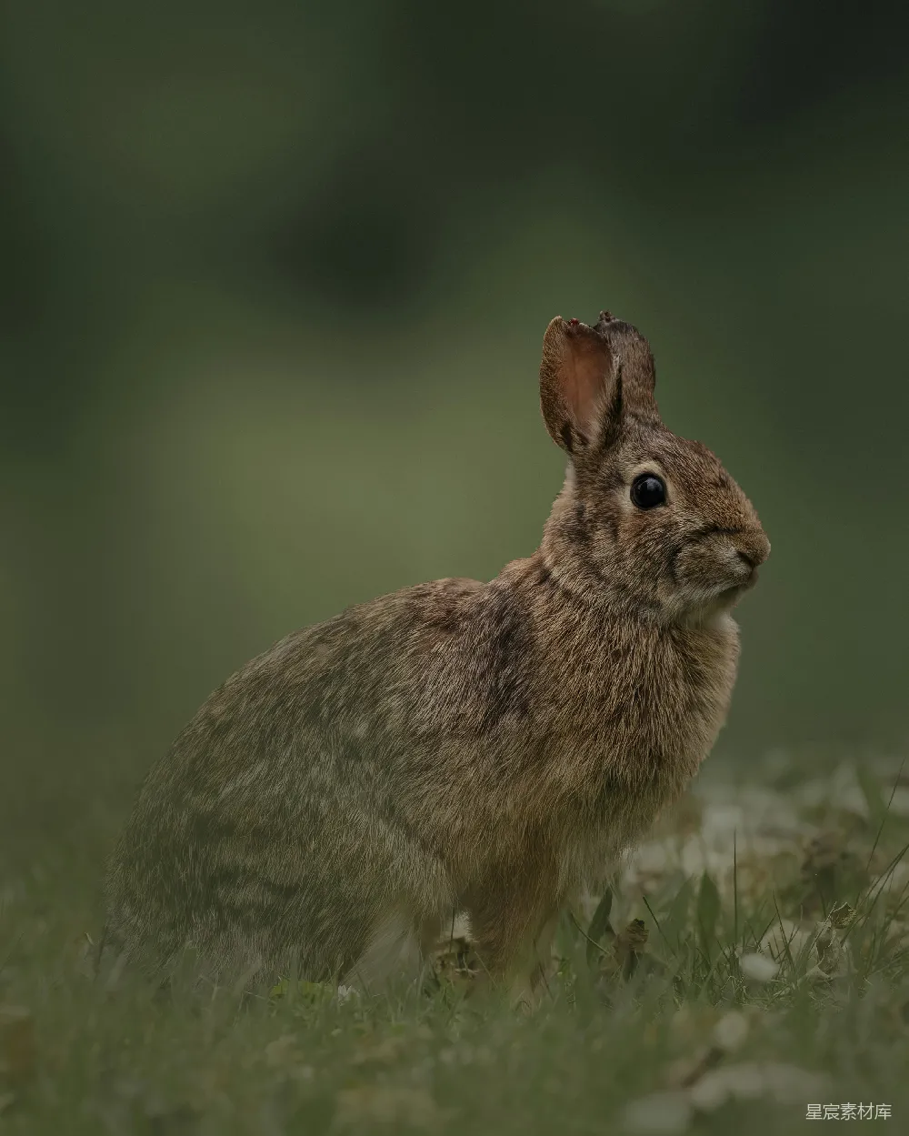 一只棕色的兔子站在草地上