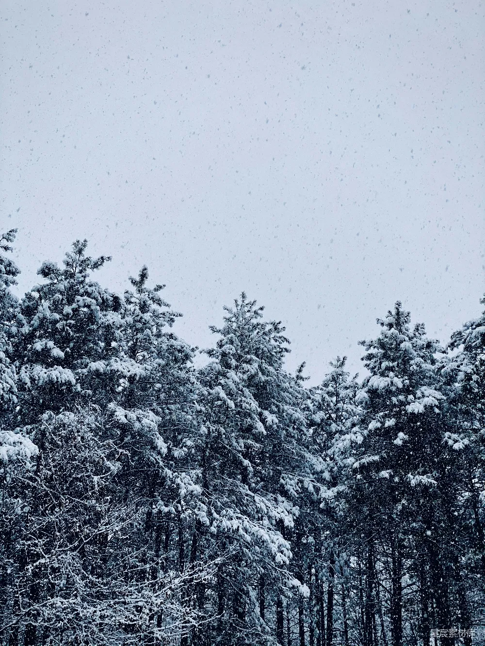 白天树木覆盖着白雪