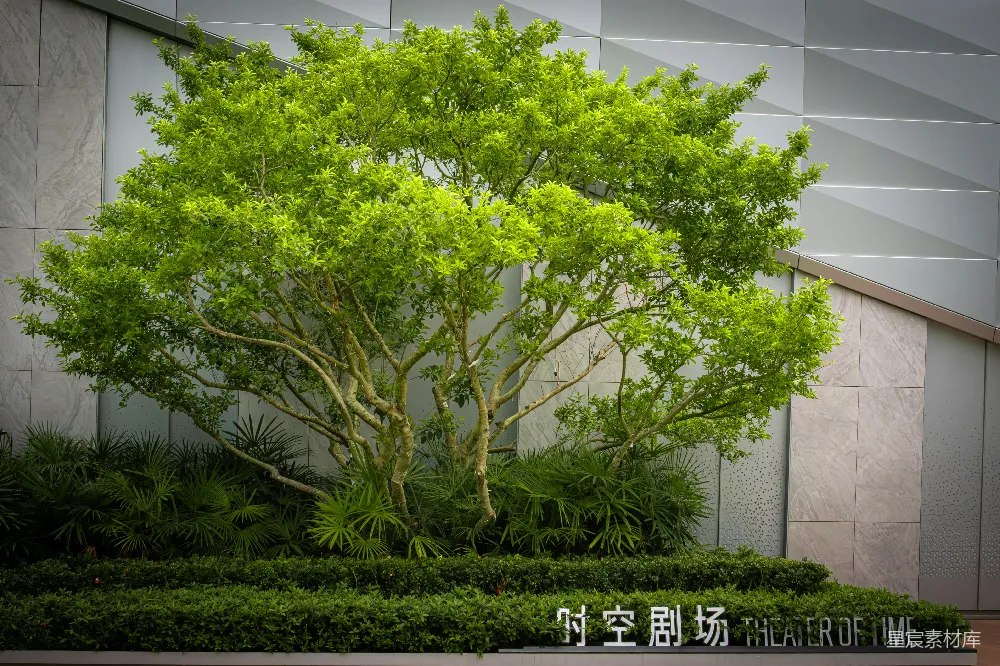 绿树上挂着“时光剧场”的牌子。