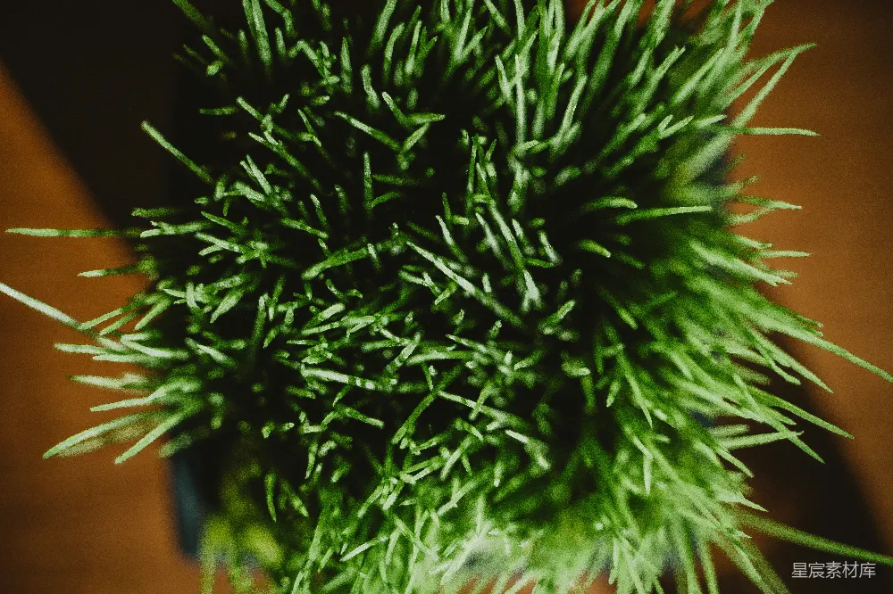 桌面上的一株植物特写