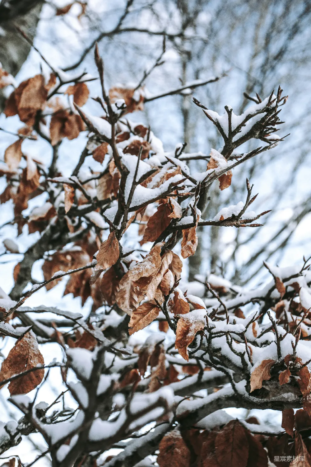 满树积雪，叶子繁茂的树木
