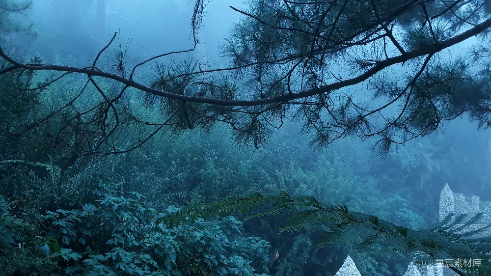 高清摄影  一棵被雪覆盖的树