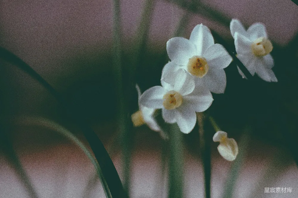 精选的白色花瓣花卉照片