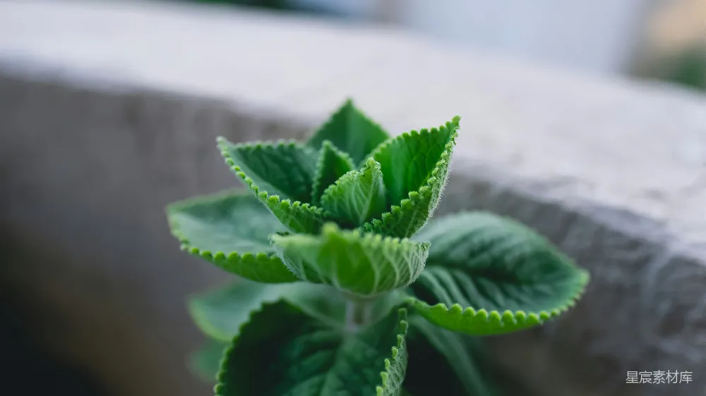 绿色植物的近景摄影