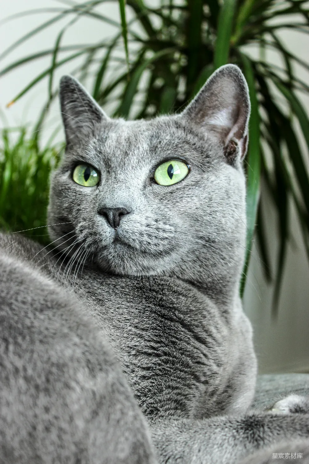 高清摄影  俄罗斯蓝猫的特写摄影