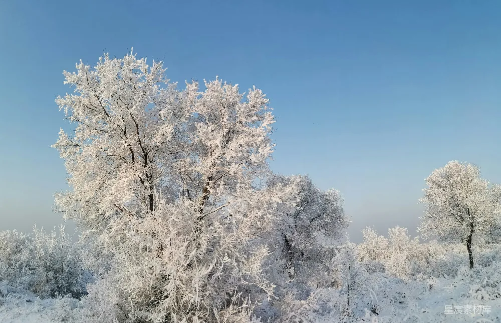 高清摄影  在前景中有树木和灌木丛的雪景。