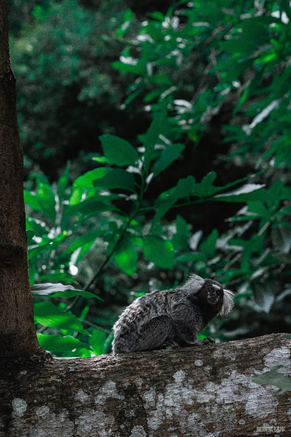 森林中一只猫头鹰坐在树干上