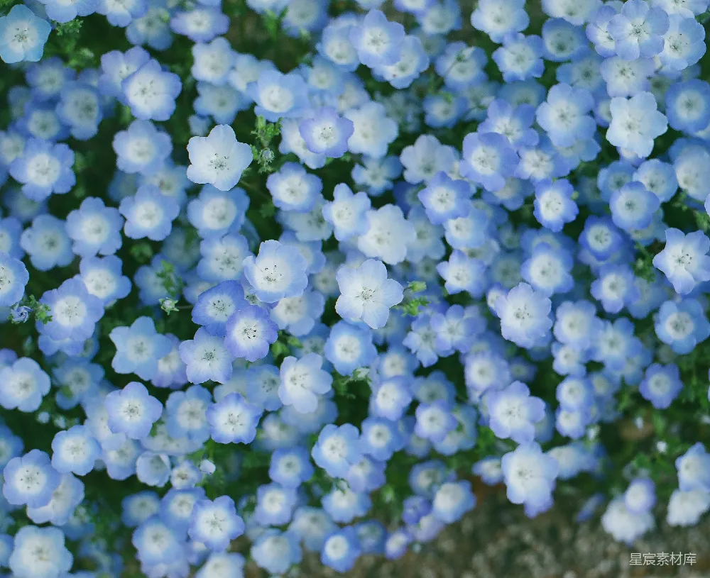 紫花繁茂的花床