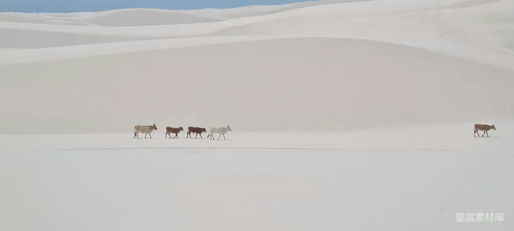 高清摄影  一群牛在雪覆盖的田野上行走