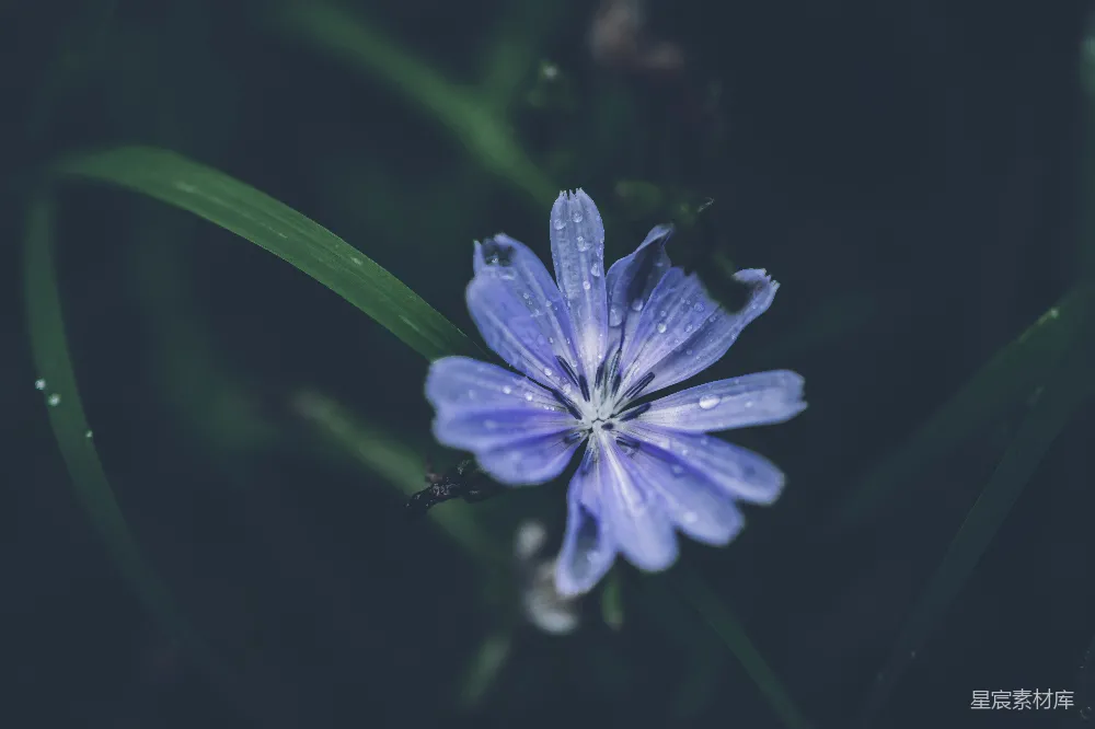 一朵花的特写镜头