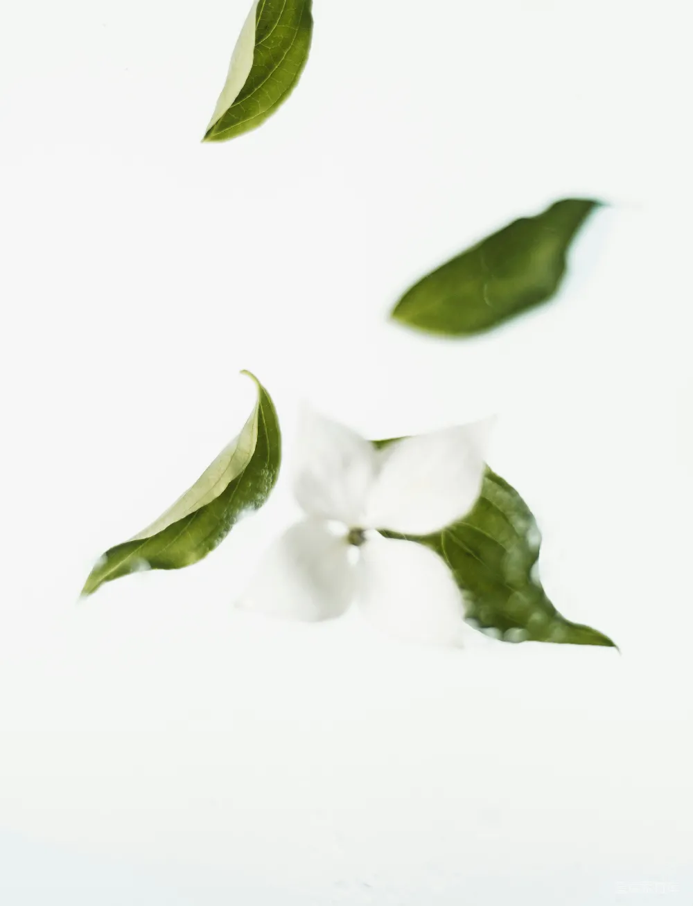 高清摄影 自然 绿叶和白花