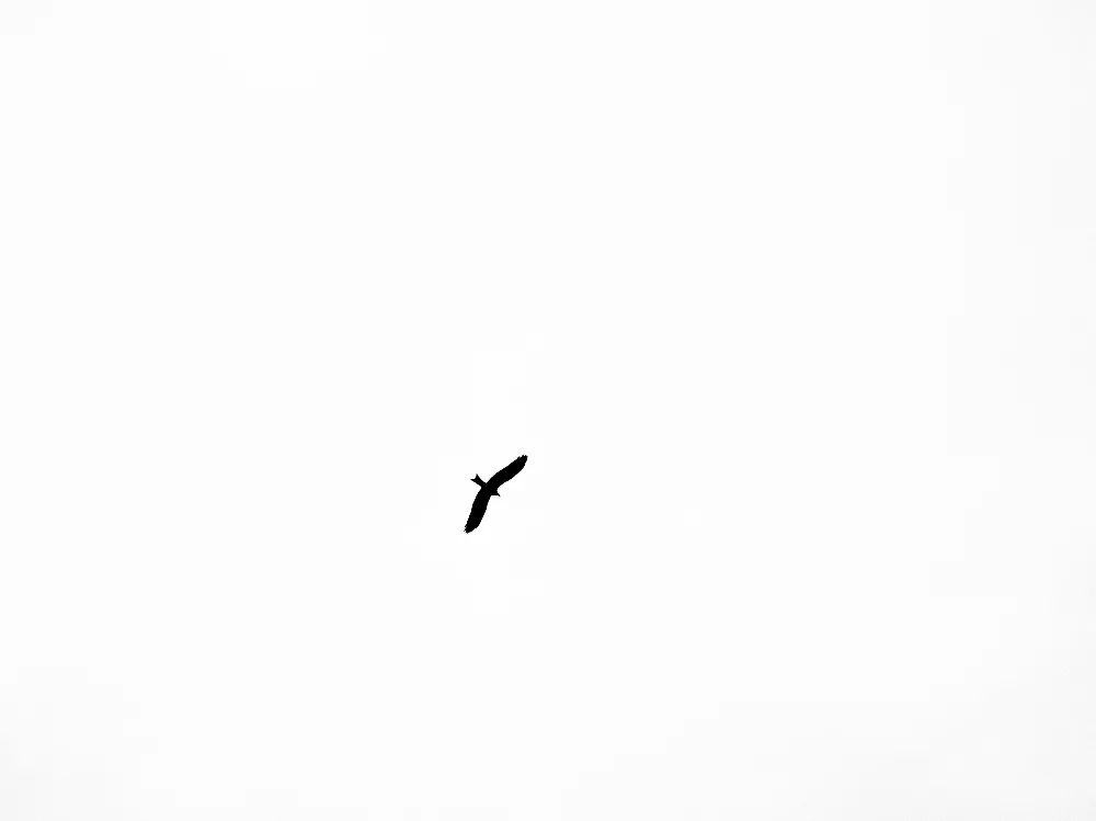 高清摄影  黑鸟在空中飞翔