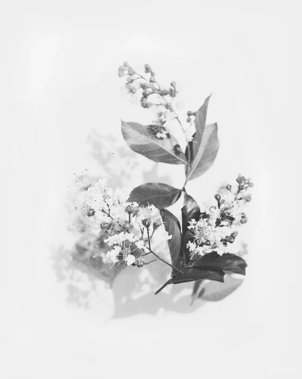 高清摄影 实验性 花卉的灰度摄影