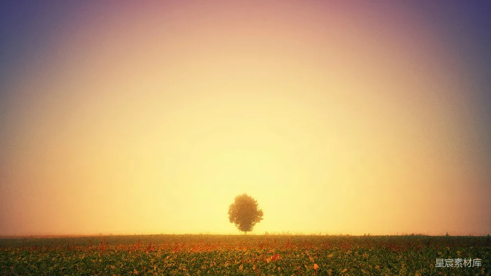 绿树环绕的草 fields 场地