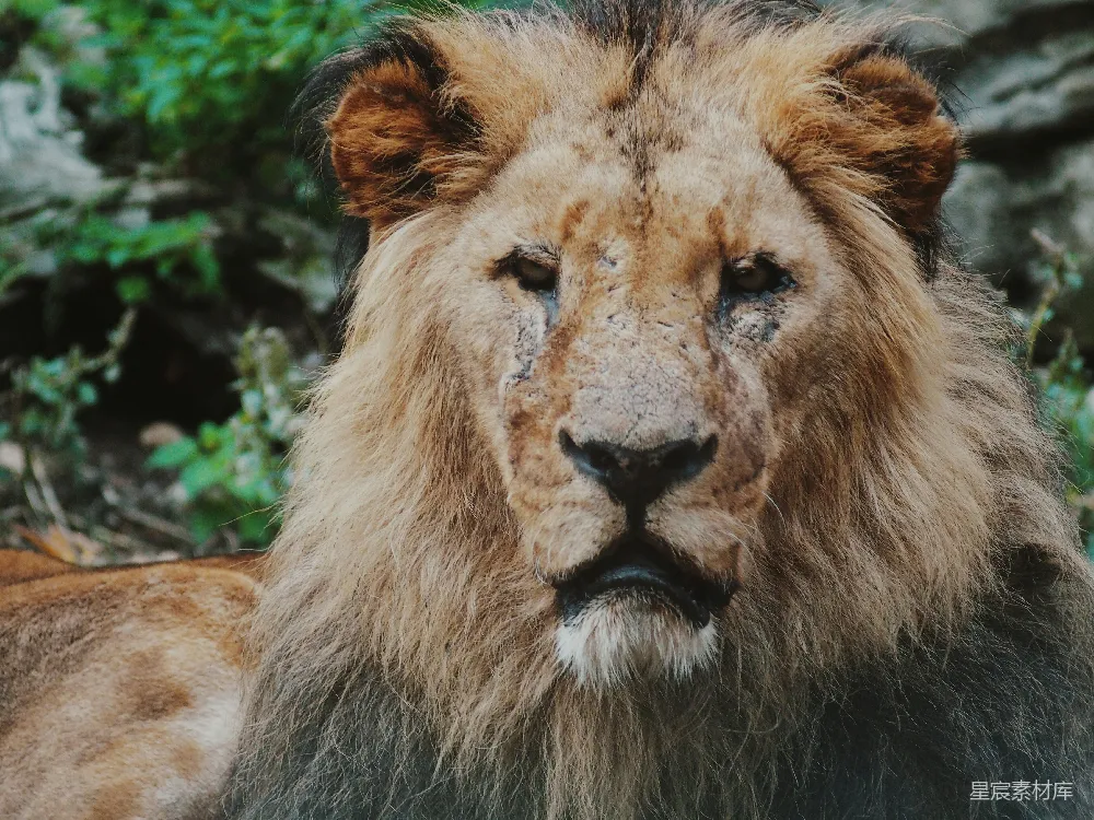浅焦点摄影的镜头对准了liono。