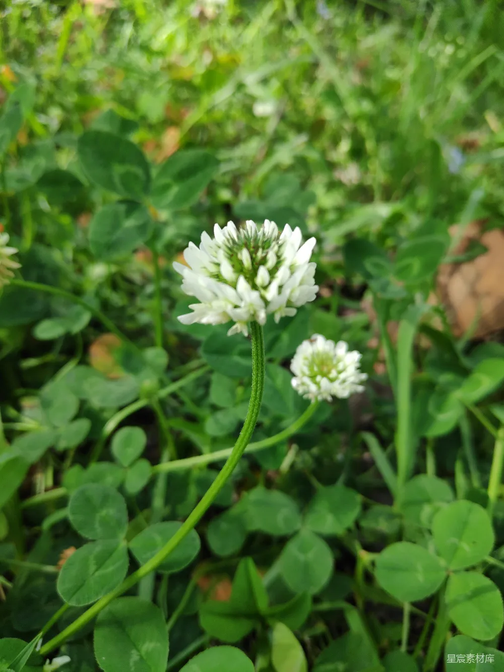高清摄影  田野中一朵白色的花的特写