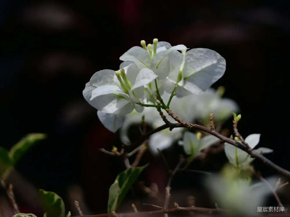 高清摄影  白花的焦点摄影