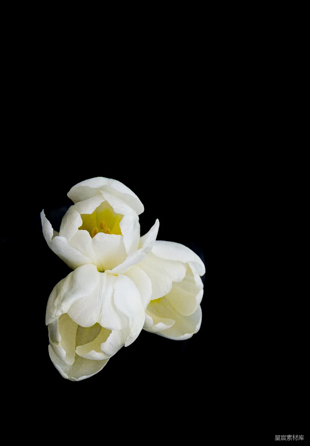 高清摄影 自然 几朵白色的花放在桌子上。