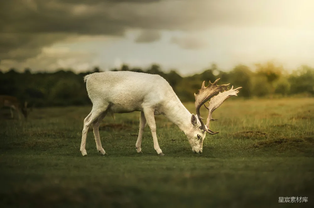 高清摄影 自然 壁纸 白天，白鹿在绿草地上
