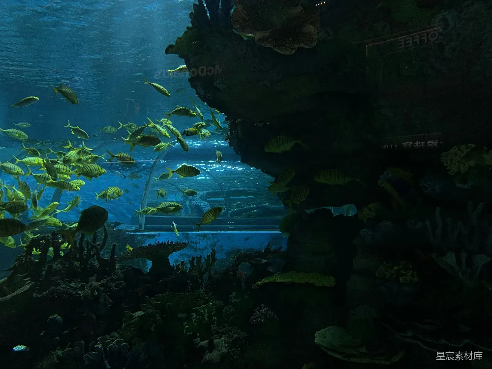 一个装满许多鱼的大水族馆