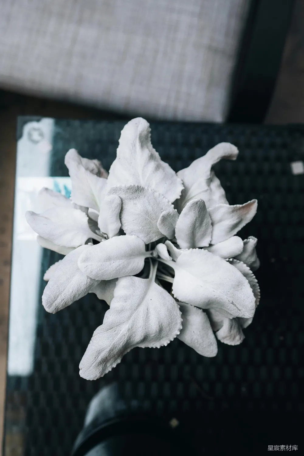 高清摄影  黑桌上的一朵白花