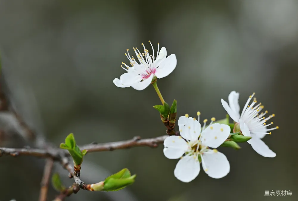高清摄影 自然 春天 一枝带有白色花朵和绿色叶子的树枝